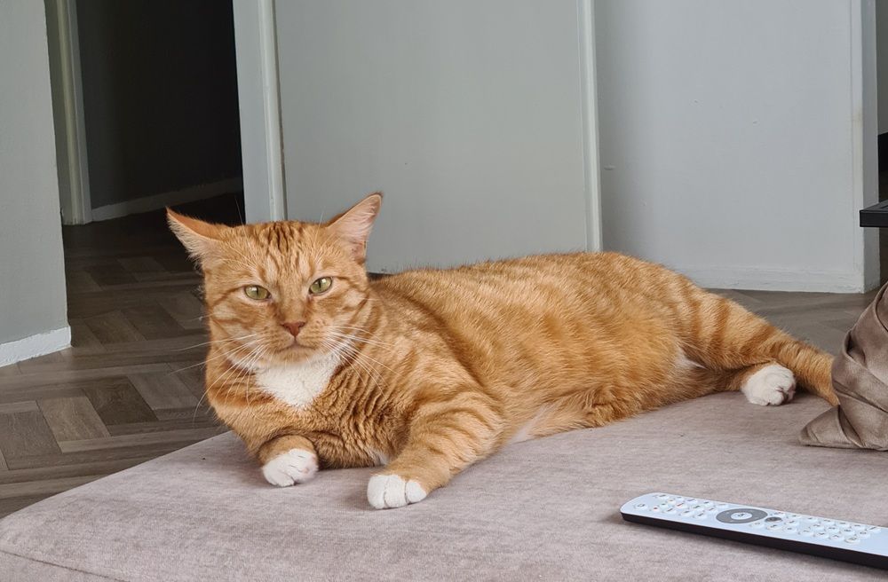 The cat watching me