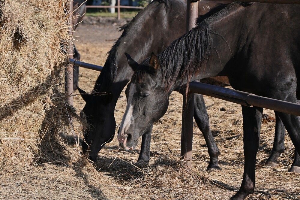 Фотография автора IRINA FILIPPOVA