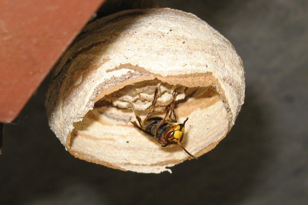 Photograph by Сергей Пушкин