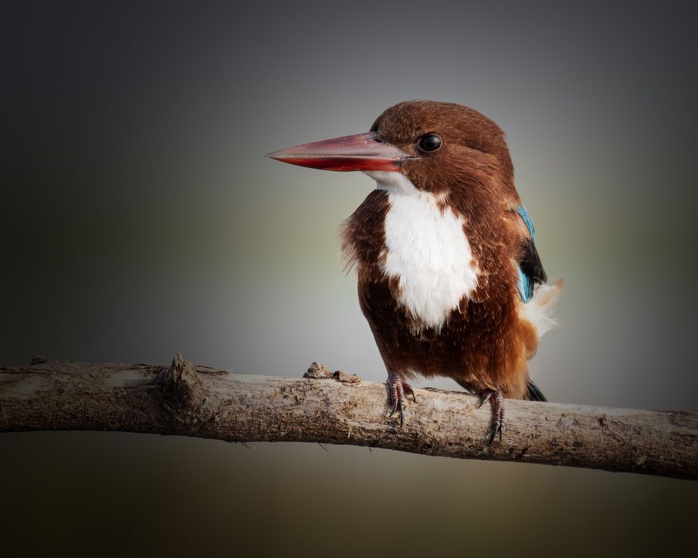 Photograph by Samir Kangsabanik