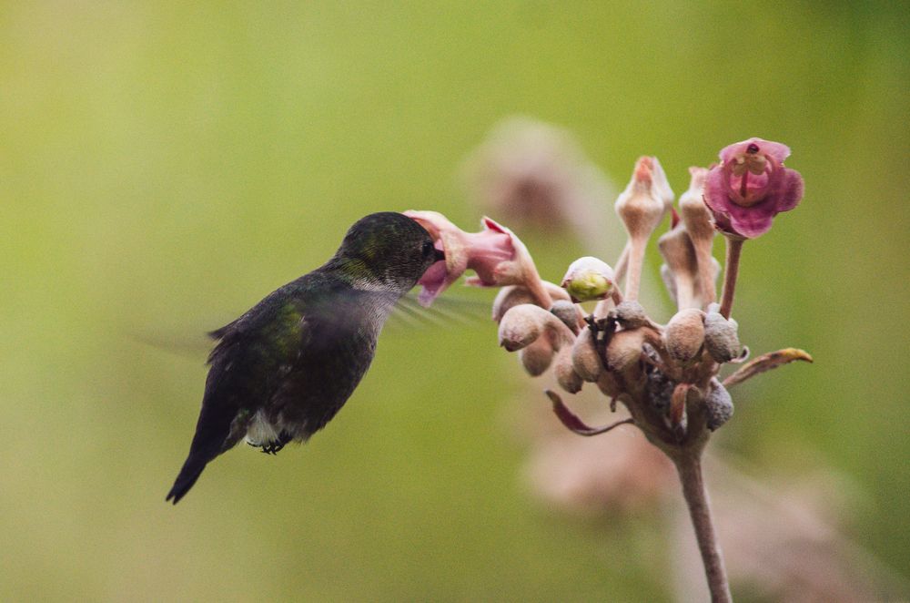 Photograph by Charlemagne Louvensky Wisner