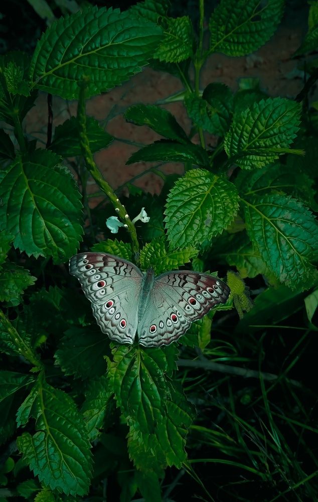 Butterfly in Sri lanka