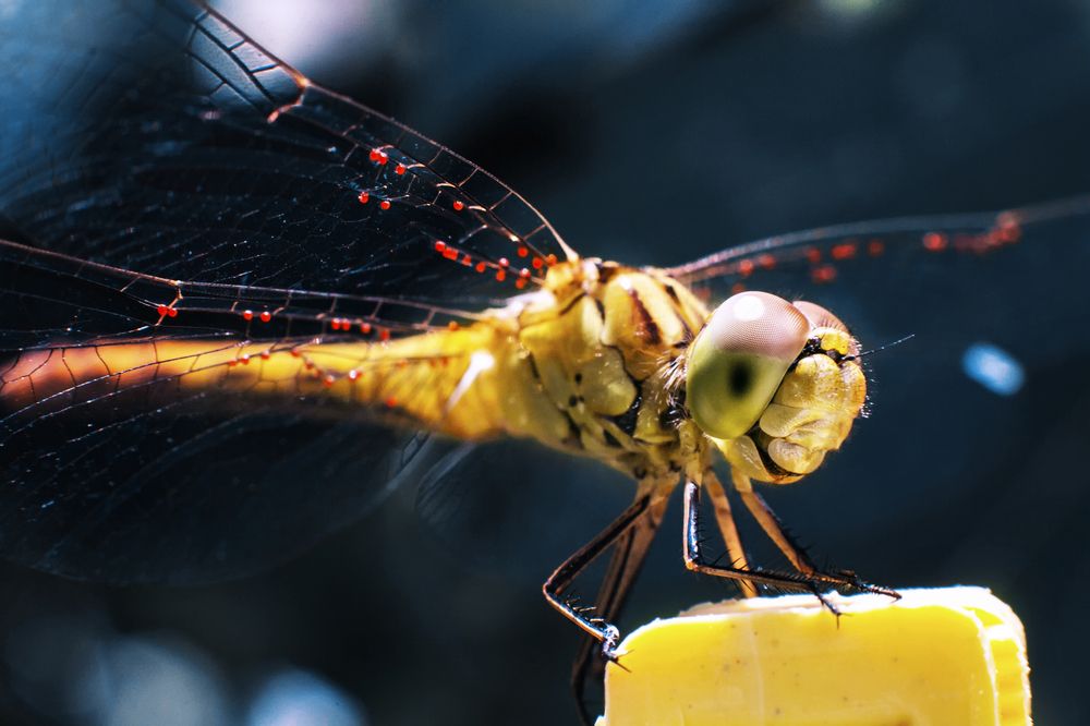 Photograph by Роман Николишин