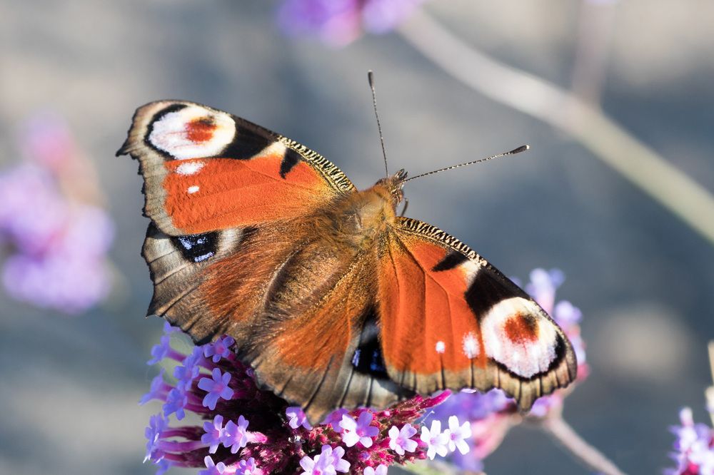 Photograph by Anzela Bazyk