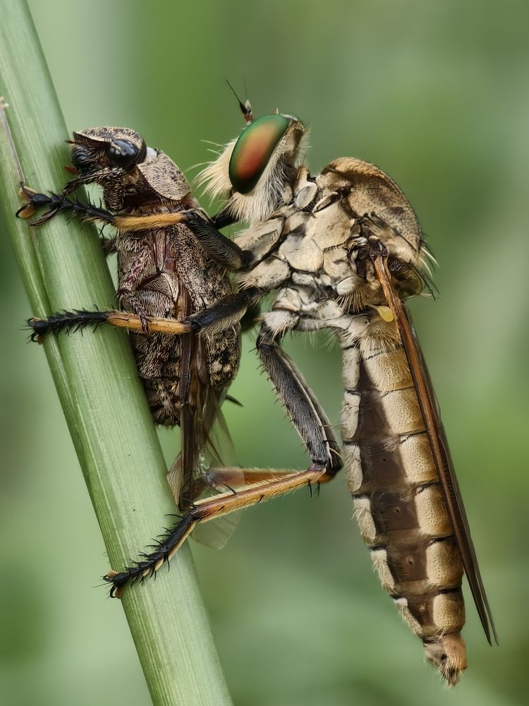 robberfly