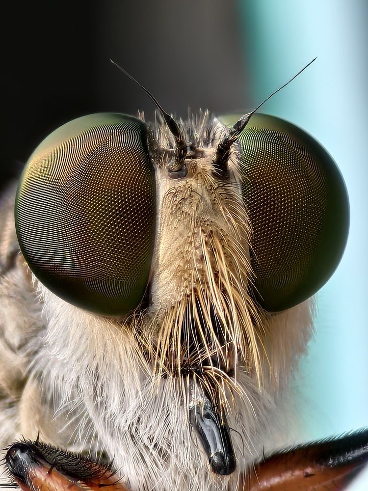 Promachus (robberfly)