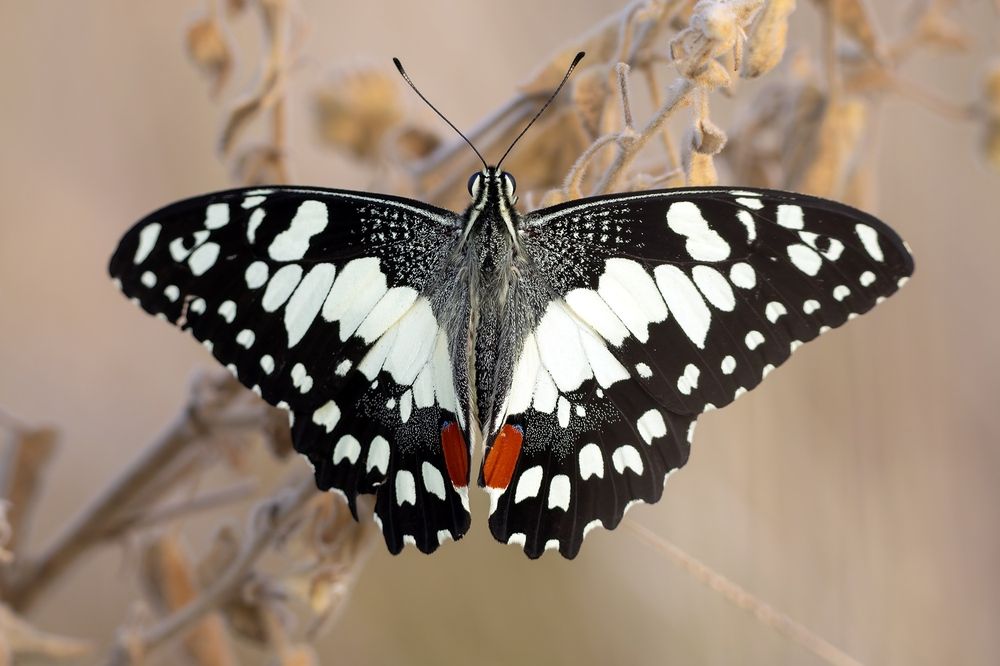 Photograph by Alexander Babych