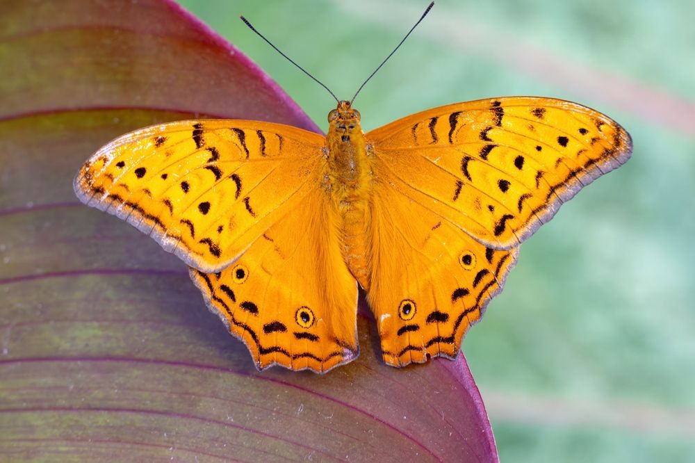 Photograph by Alexander Babych