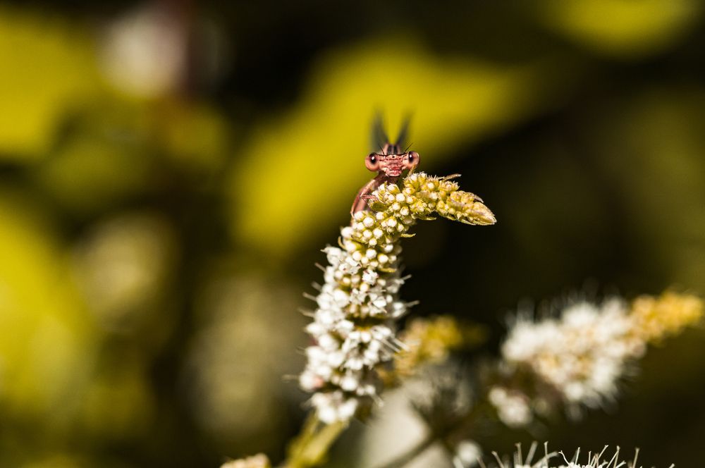 Photograph by Alberto