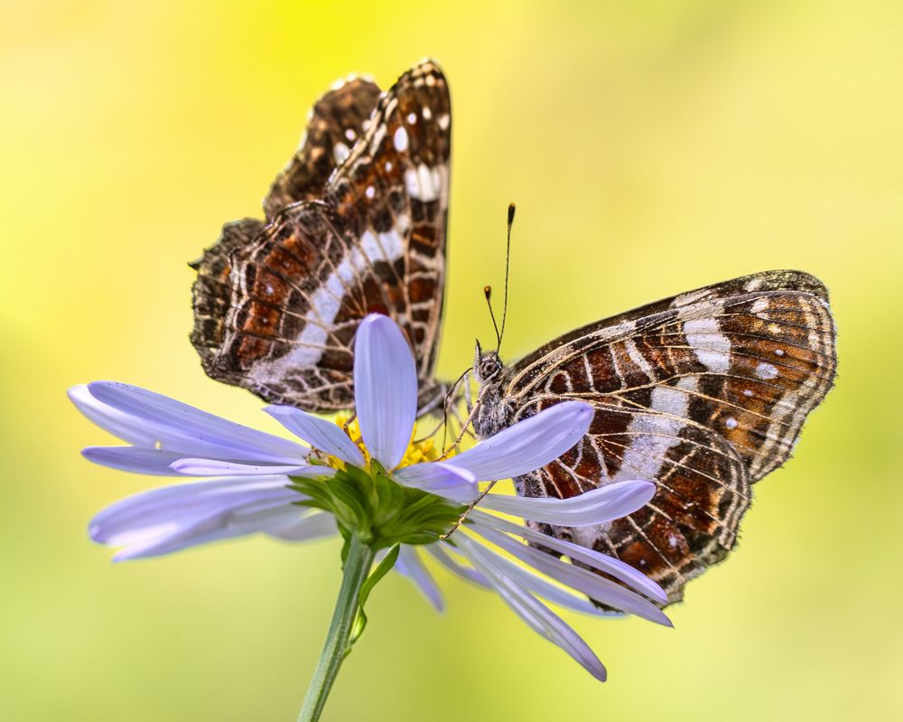 Столик на двоих