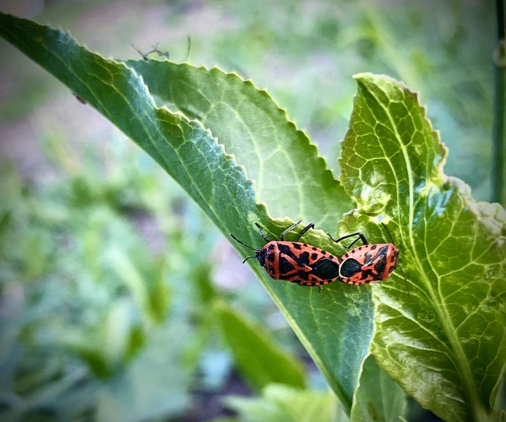 Photograph by Татьяна Шитлина