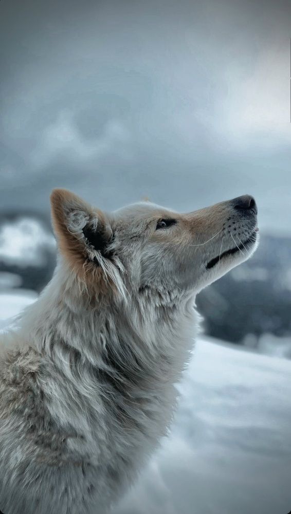 Whispers of the wind