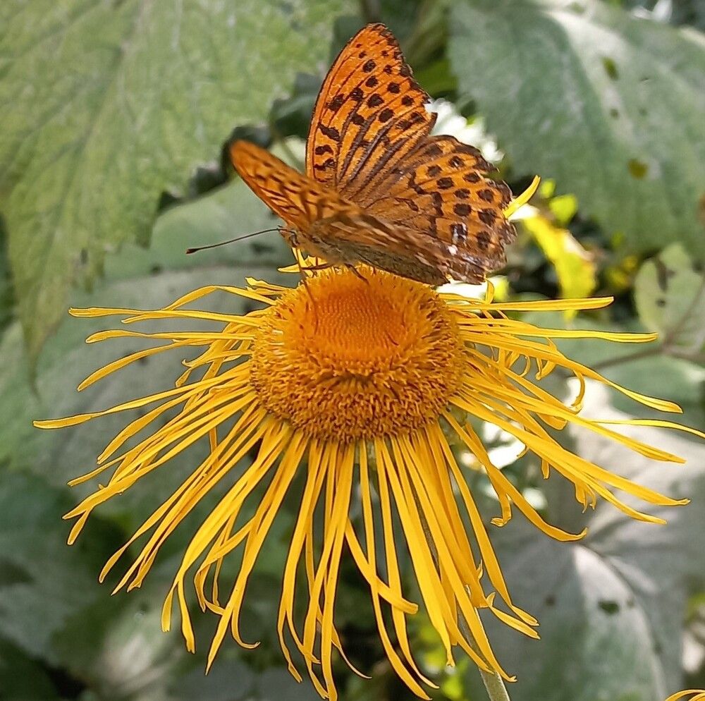 Photograph by Галина Воеводенко