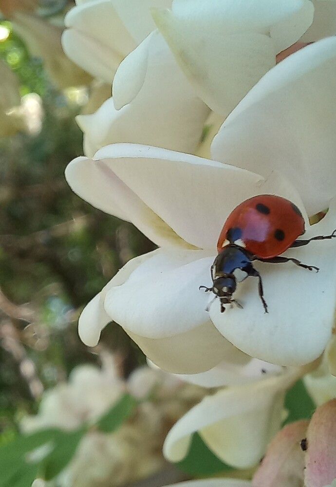 Photograph by Галина Воеводенко