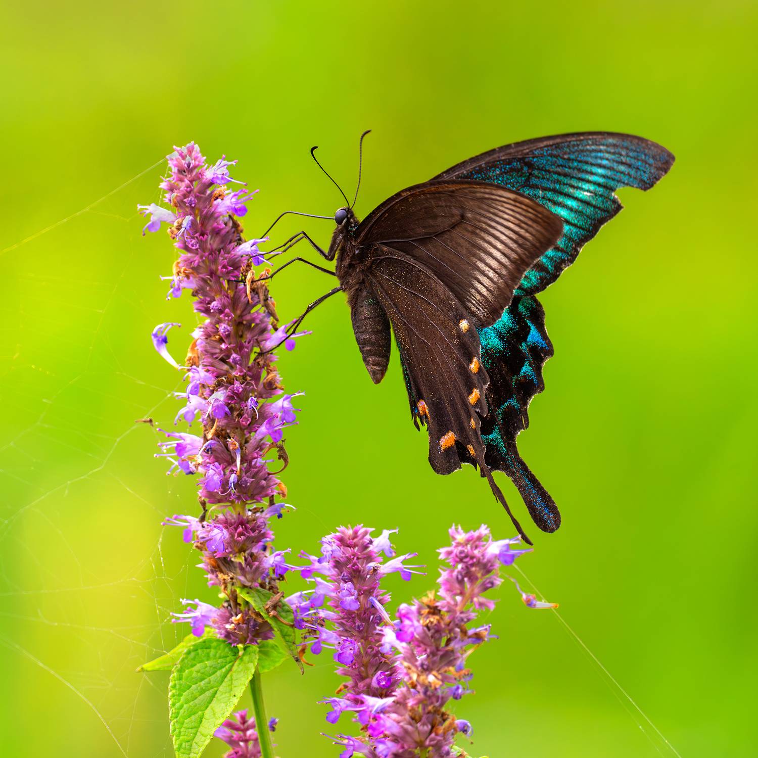 Парусник Маака, или хвостоносец Маака