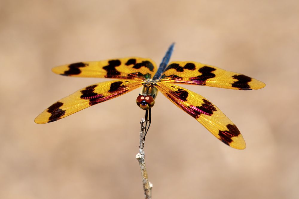 Photograph by Alexander Babych