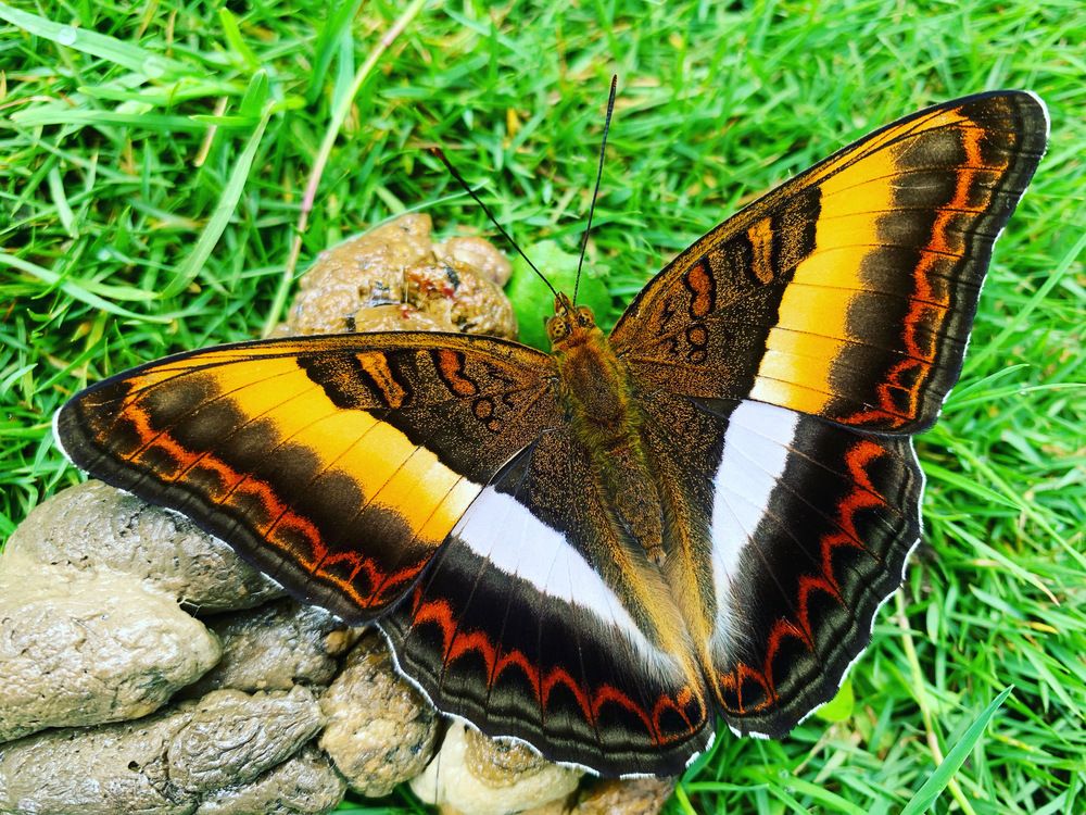 Фотография автора Prem Kumar Chhetri
