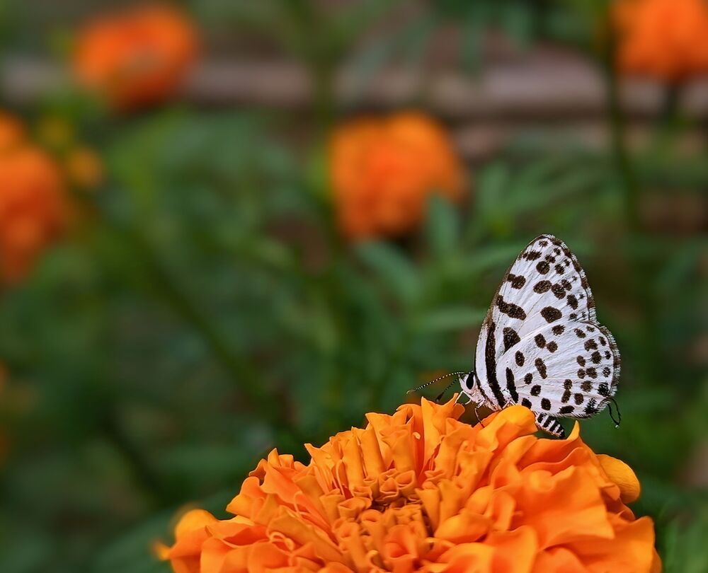 Photograph by Mahfuzur Rahman