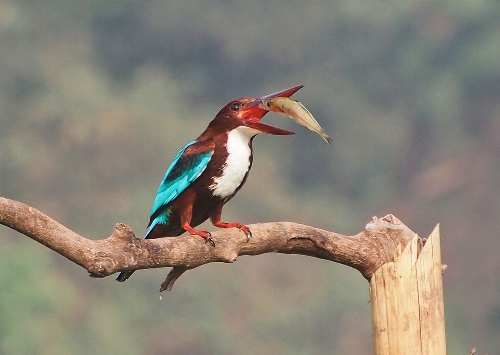 Photograph by Archisman Narayan Lahiri