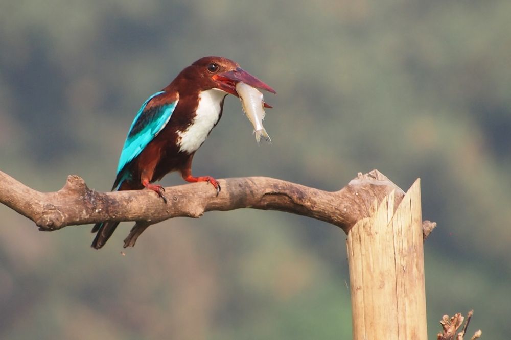 Photograph by Archisman Narayan Lahiri