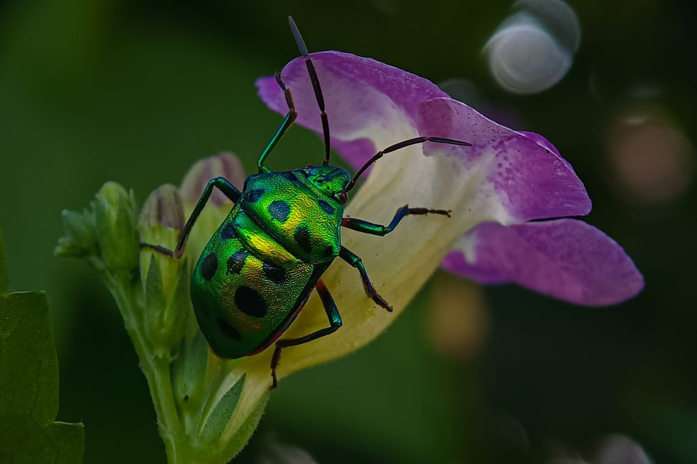 Photograph by Mukesh Kumar Mahato