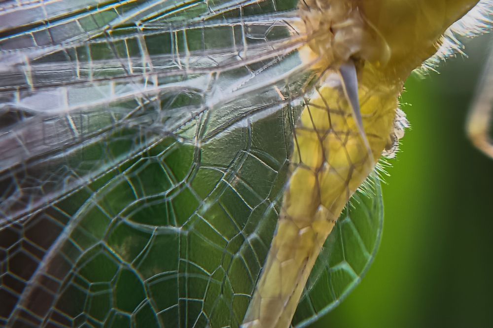 Photograph by Mukesh Kumar Mahato
