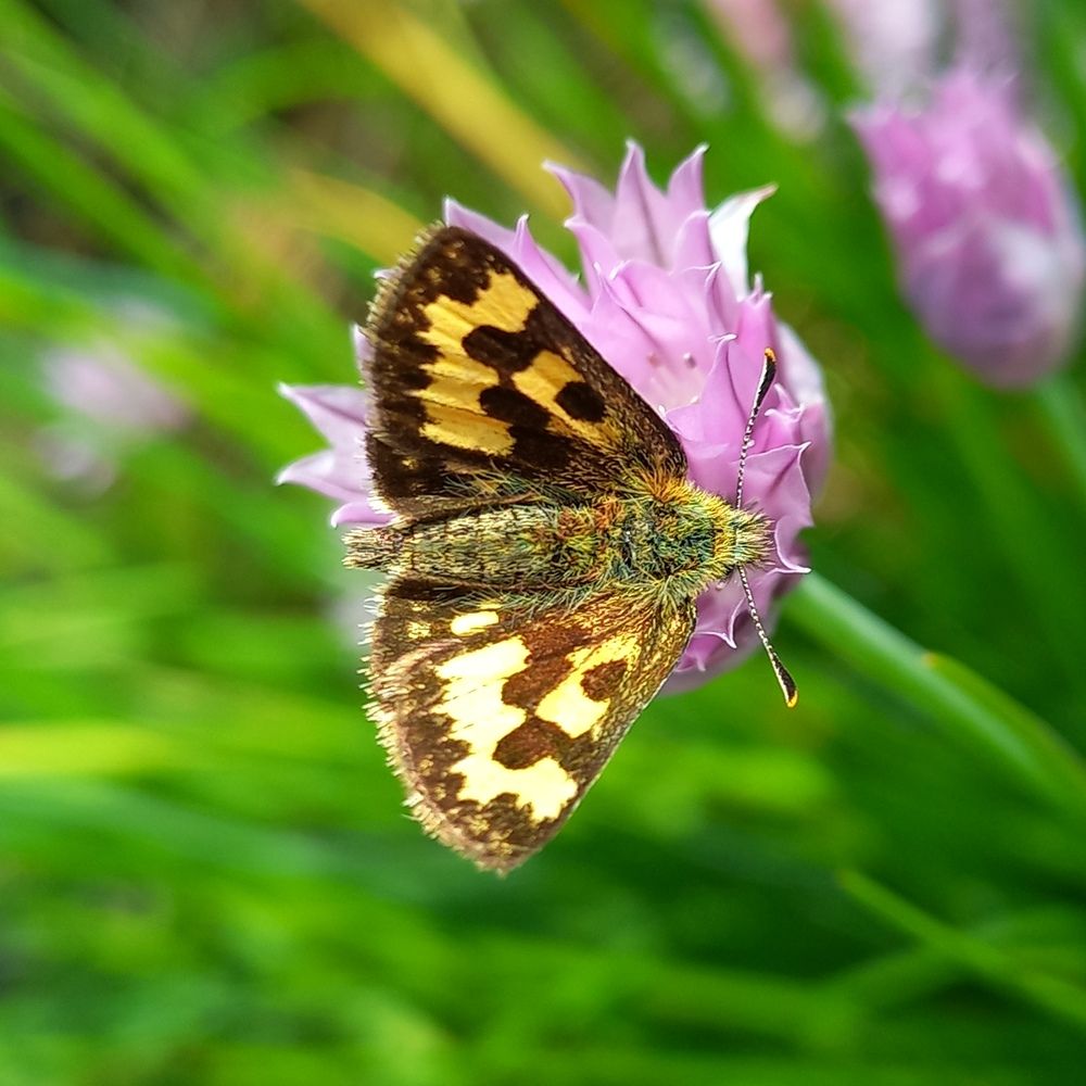 Фотография автора Светлана Капитонова