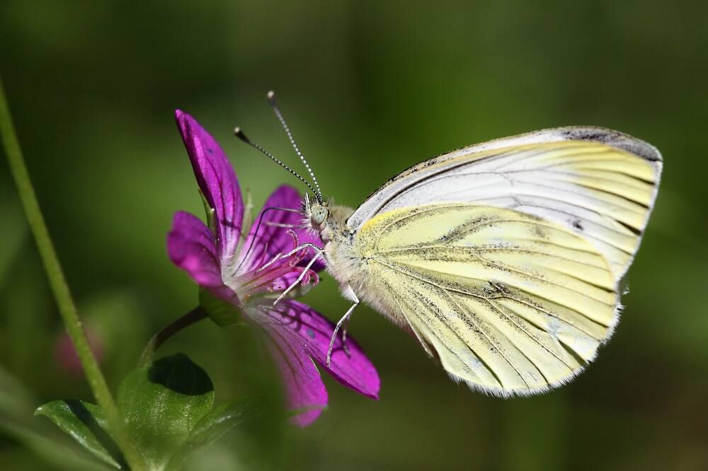 Photograph by Александр Лобанов
