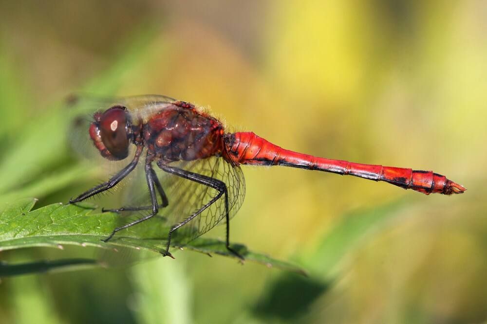 Photograph by Александр Лобанов