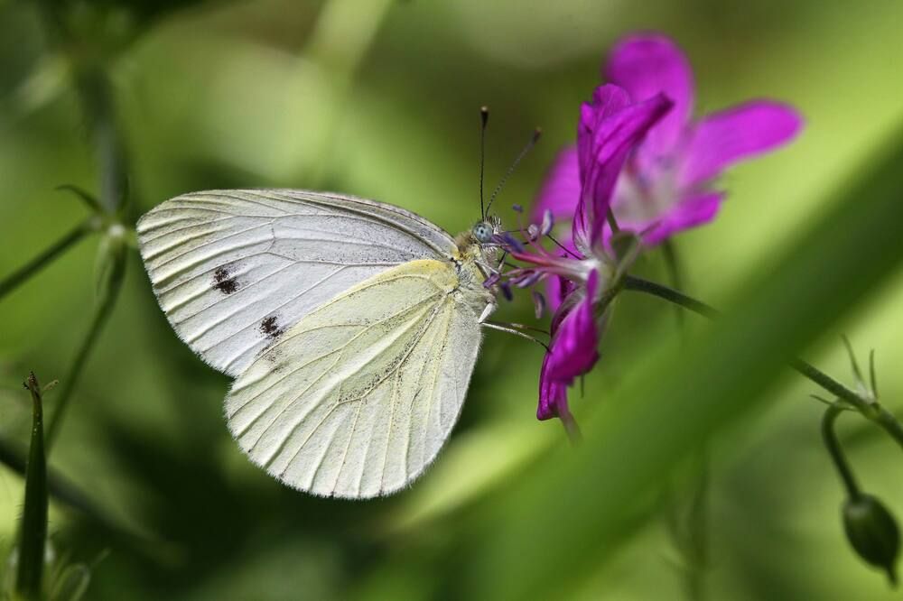 Photograph by Александр Лобанов