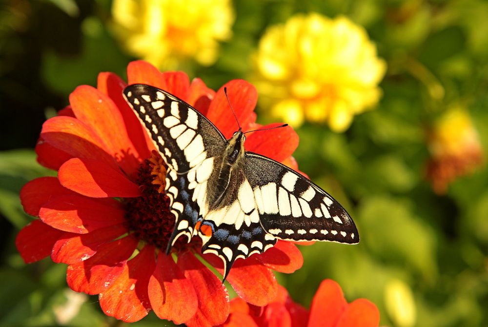 Фотография автора Александр Кожевников