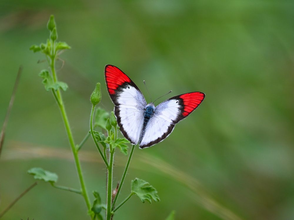 Photograph by Sathishkumar S