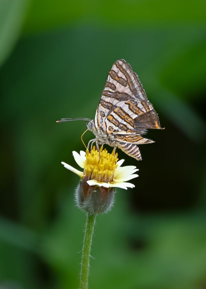 Photograph by Sathishkumar S