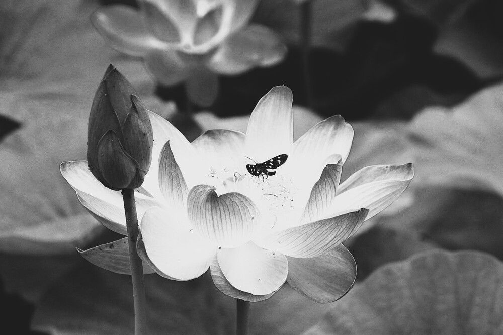 Black & White Lily