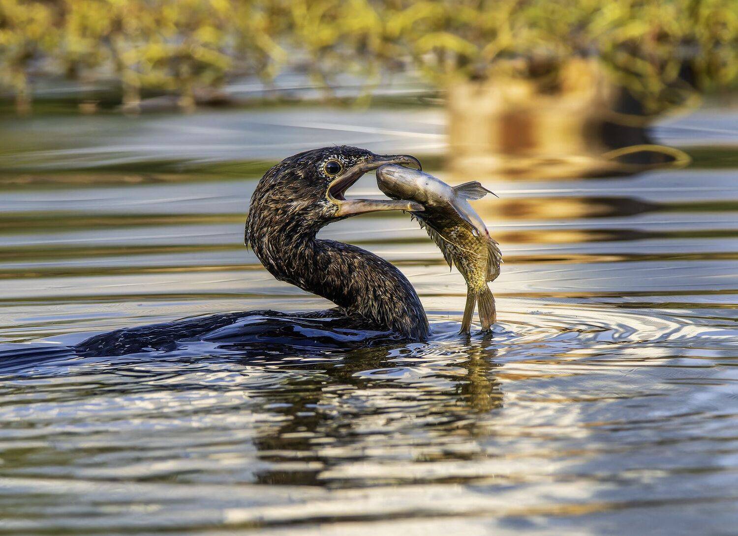Fishing Green Cormorant.