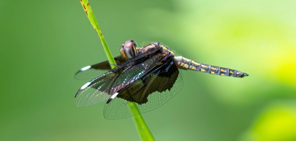 Photograph by Erich KARNBERGER