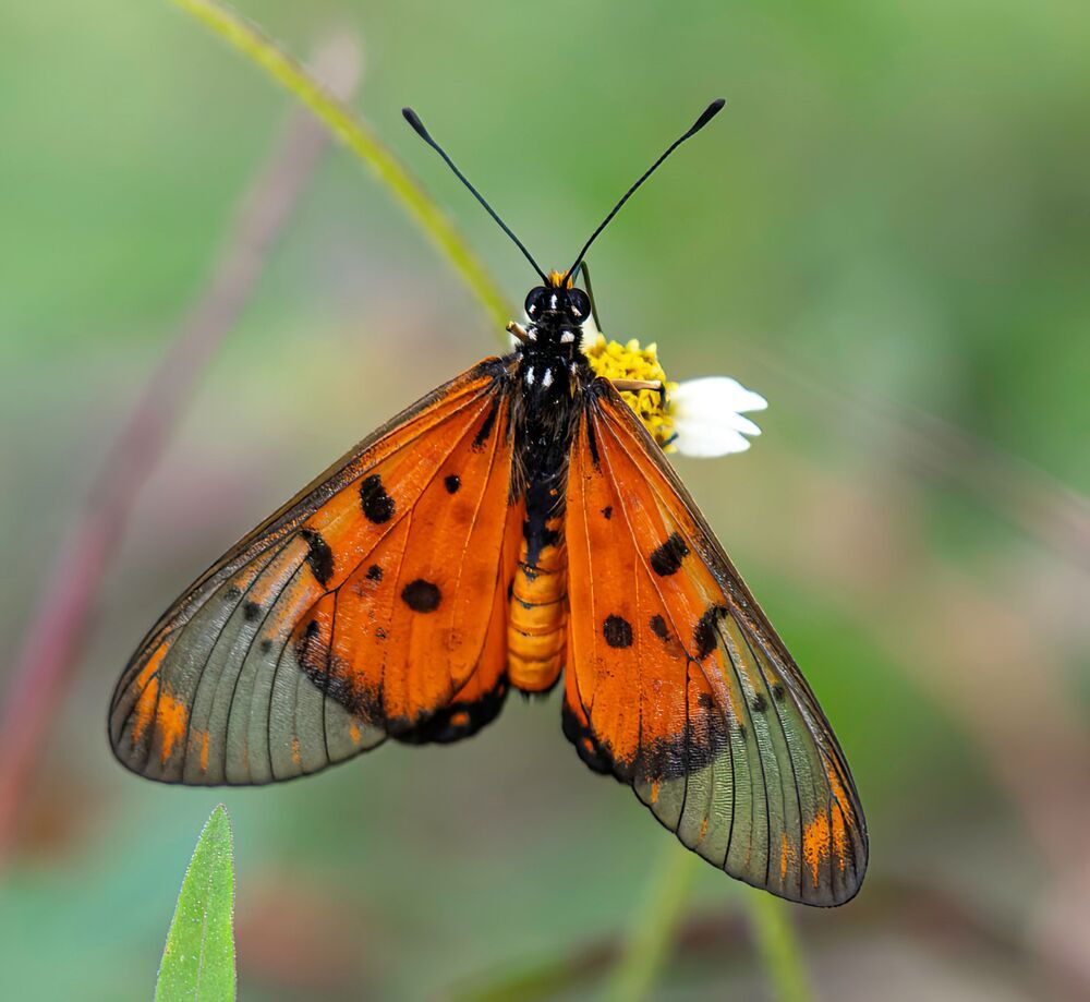 Photograph by Erich KARNBERGER