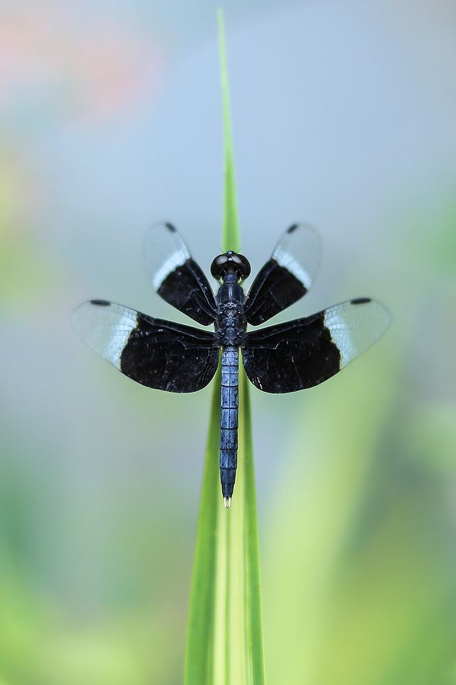 Фотография автора Manjula Perera