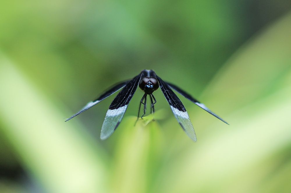 Фотография автора Manjula Perera