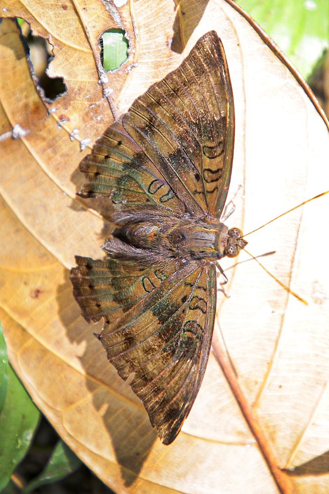 Фотография автора Manjula Perera