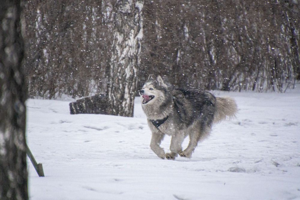 Photograph by Валерий Лунев