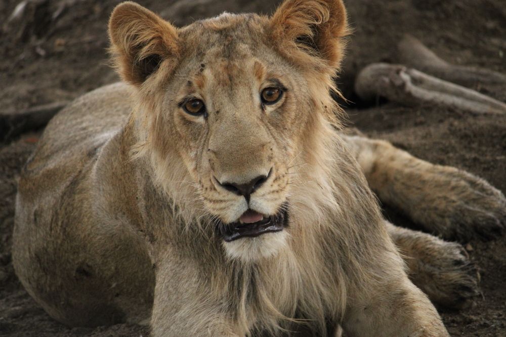 Photograph by Vishwa Trivedi