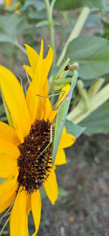 Фотография автора Ольга Мусина