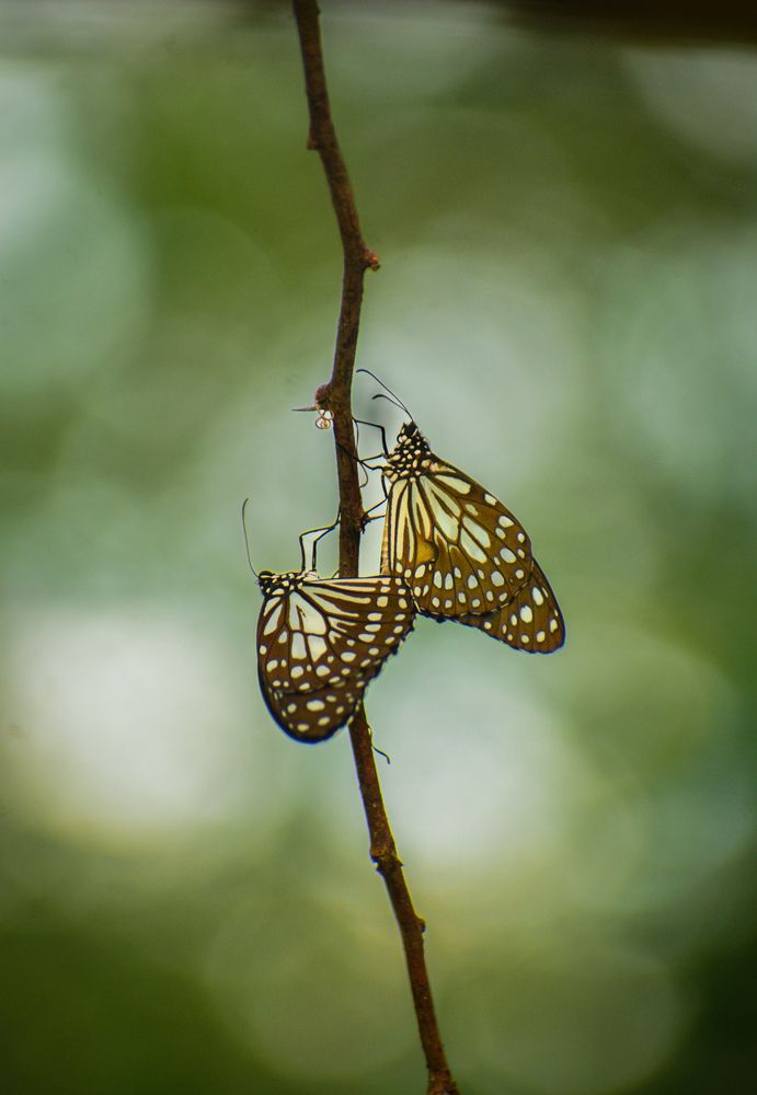 Photograph by Ankan De