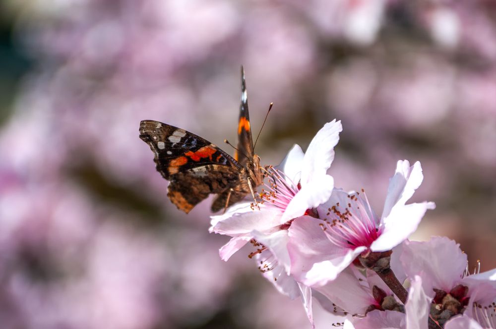 Photograph by Роман Приходько