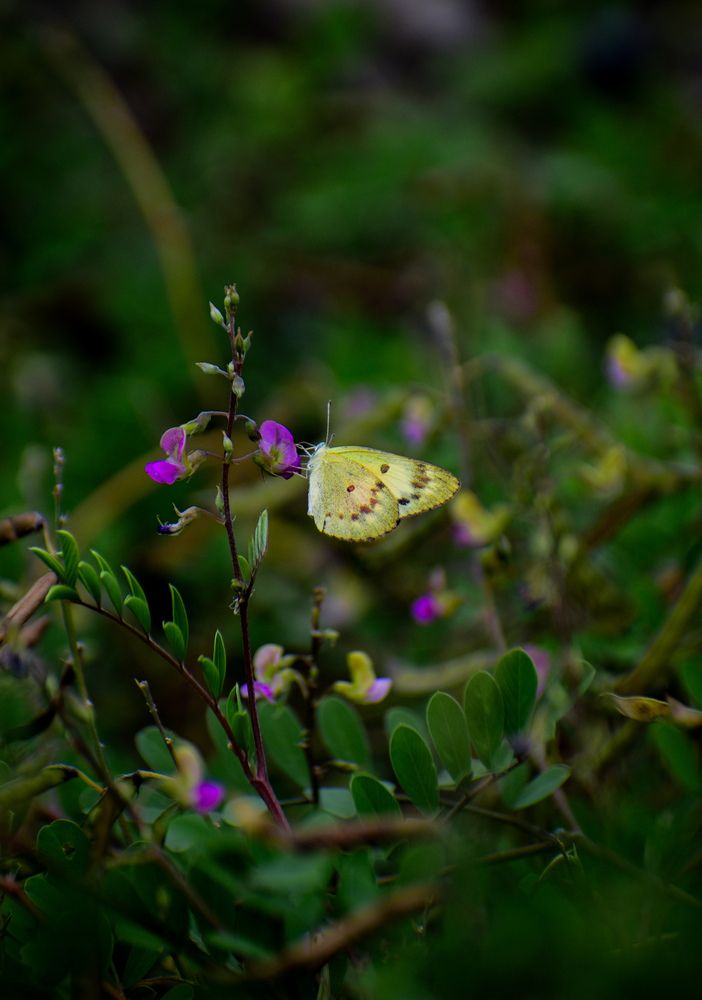 Photograph by Ankan De