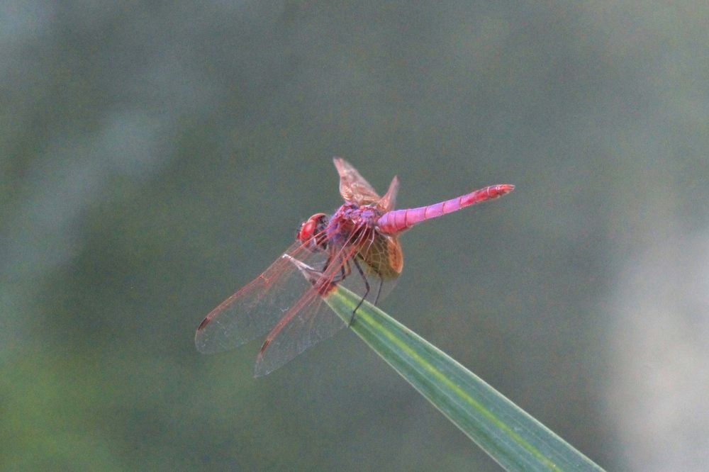 Photograph by Waleed Yousuf Alwahaibi