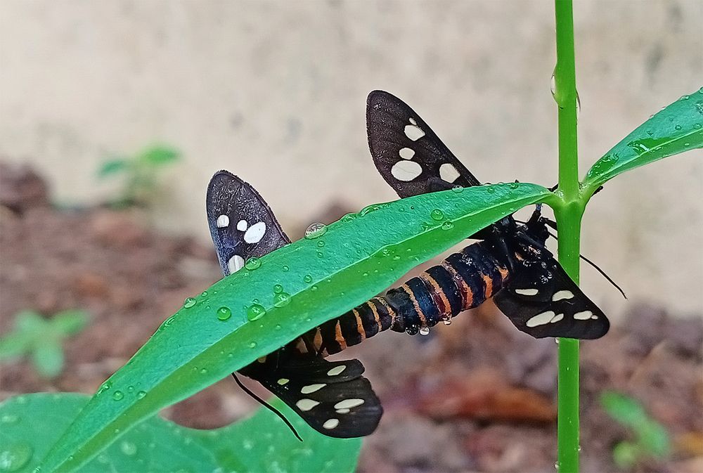 Pairing spotted moth during rain