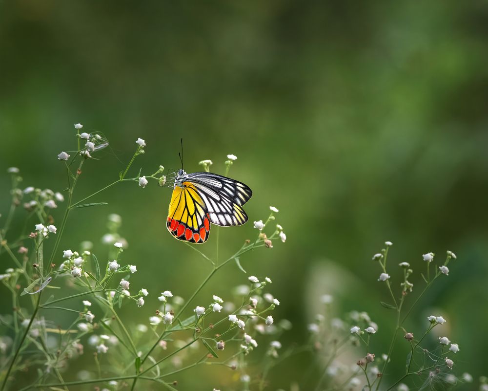 Photograph by Prabhat Ghosh
