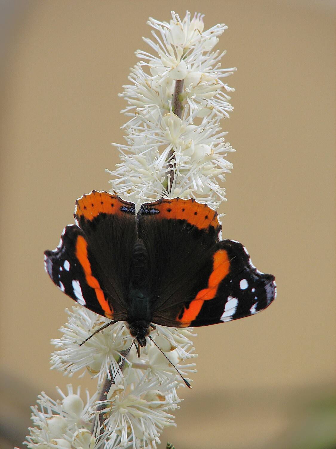 Photo #12076724